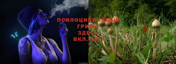 гашик Нефтекумск